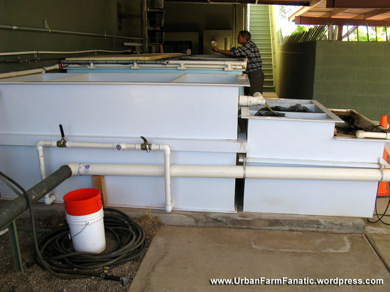 Rearing tanks (3,000 gallons), solids filter, de-gasser
