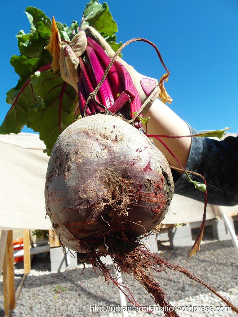 One thing that really blew us a away was when we harvested the beets 
